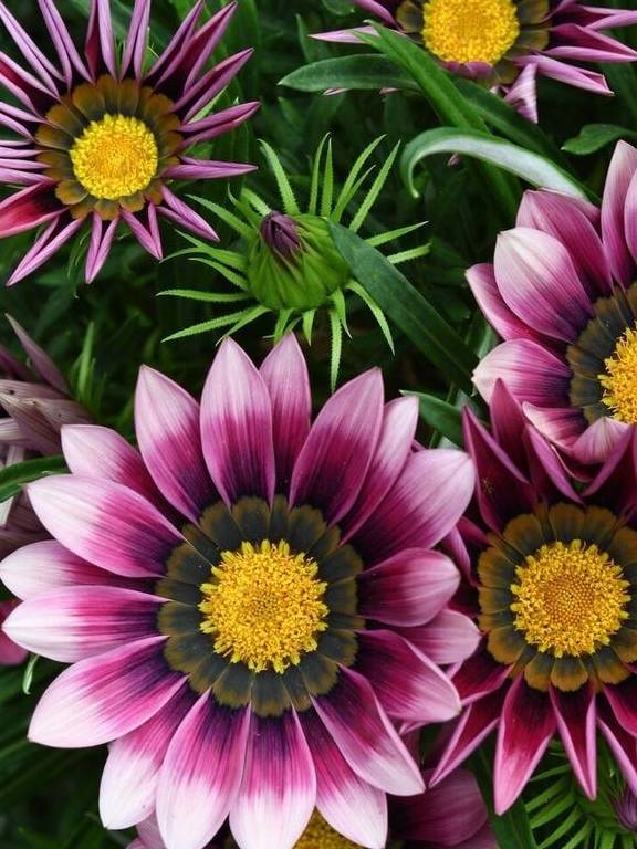 养花总养不好?试试养一盆勋章菊吧,常年开花易爆盆,养殖超简单8