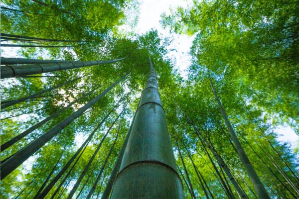 2022常州天目湖南山竹海景区旅游攻略1