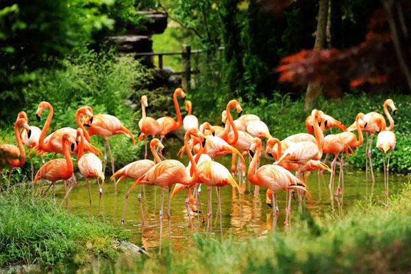 青岛森林野生动物世界门票价格及游玩攻略1