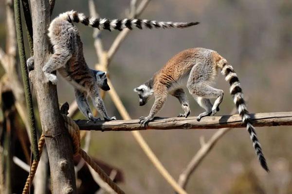 青岛森林野生动物世界门票价格及游玩攻略2