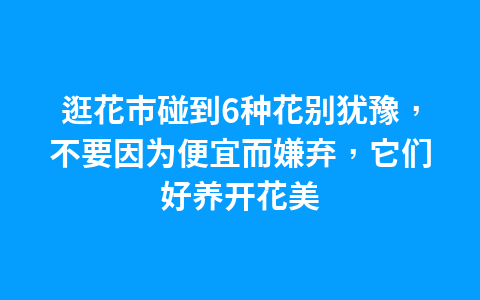 逛花市碰到6种花别犹豫,不要因为便宜而嫌弃,它们好养开花美1