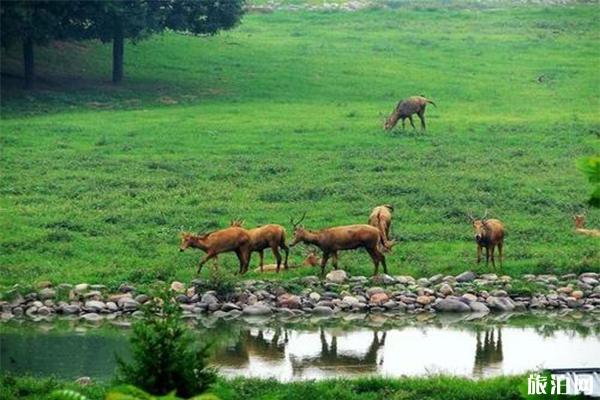 南海子公园露营区介绍 附游玩攻略1