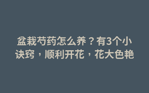 盆栽芍药怎么养?有3个小诀窍,顺利开花,花大色艳1