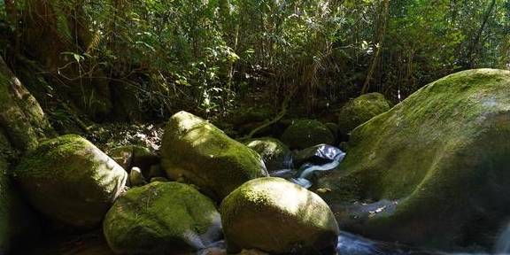 原创 原来京那巴鲁山还是个户外大型植物博物馆3