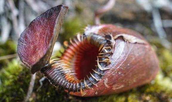 原创 原来京那巴鲁山还是个户外大型植物博物馆4