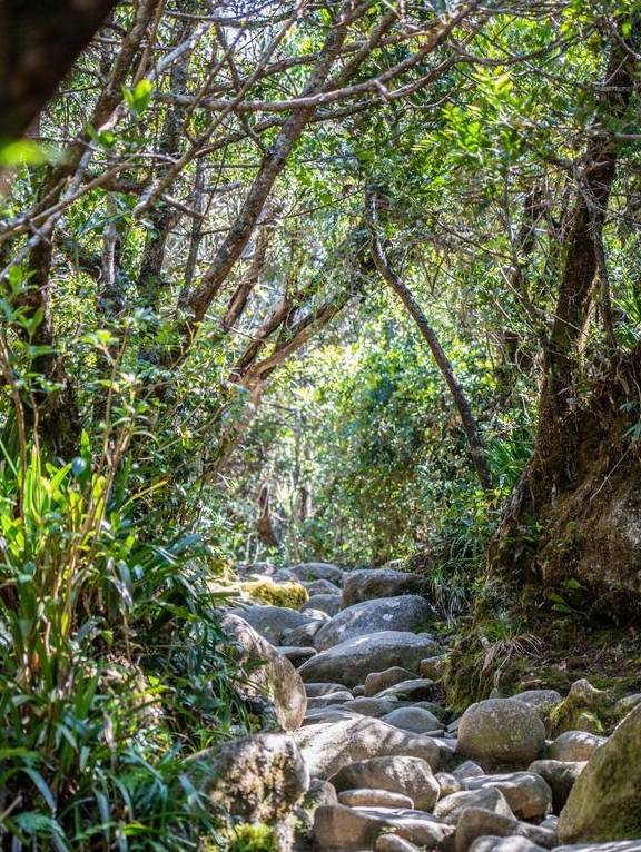 原创 原来京那巴鲁山还是个户外大型植物博物馆5