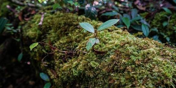 原创 原来京那巴鲁山还是个户外大型植物博物馆6