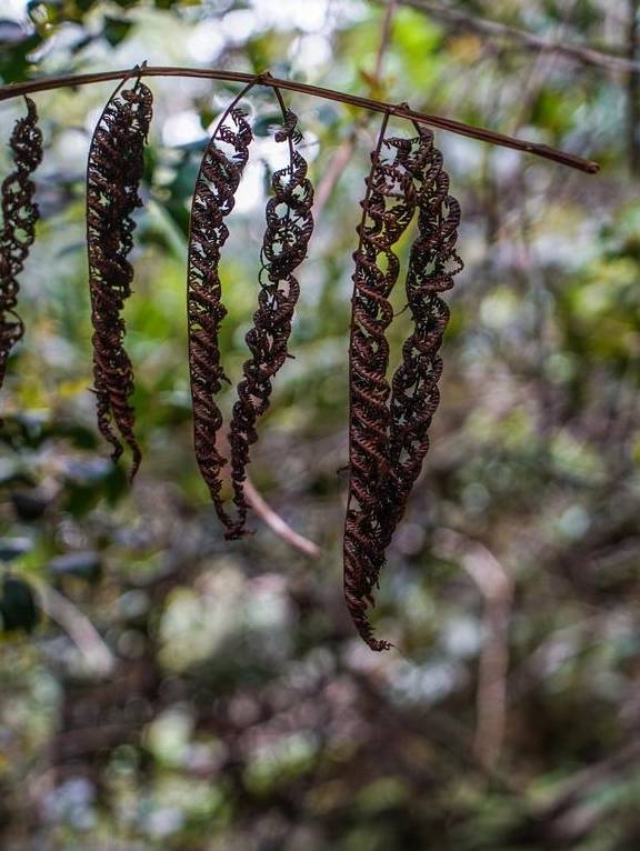 原创 原来京那巴鲁山还是个户外大型植物博物馆7