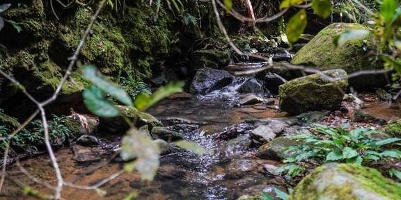 原创 原来京那巴鲁山还是个户外大型植物博物馆8