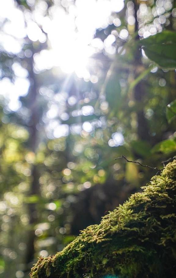 原创 原来京那巴鲁山还是个户外大型植物博物馆10