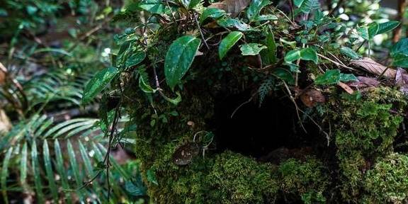 原创 原来京那巴鲁山还是个户外大型植物博物馆11