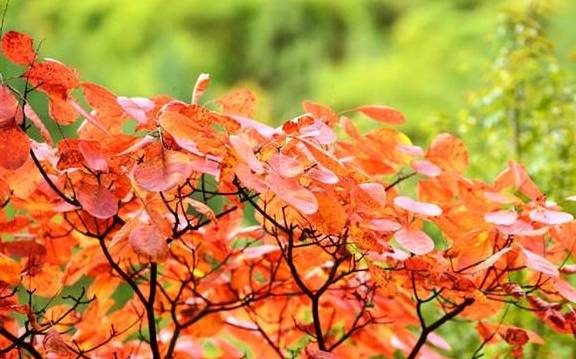 原创 逃离城市的雾霾天,到宝鸡凤县灵官峡景区“吸氧、洗肺”吧!7