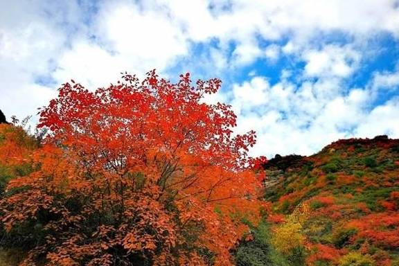 原创 逃离城市的雾霾天,到宝鸡凤县灵官峡景区“吸氧、洗肺”吧!14