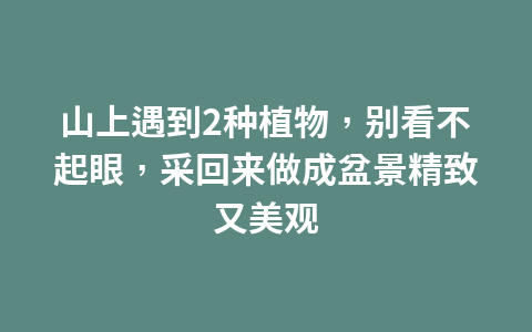 实木地板和实木复合地板都有何特点?哪种好?三层实木地板呢?1