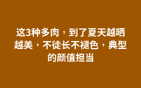 这3种多肉,到了夏天越晒越美,不徒长不褪色,典型的颜值担当1
