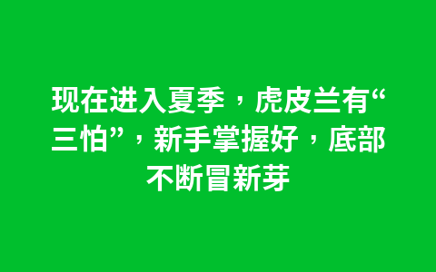现在进入夏季,虎皮兰有“三怕”,新手掌握好,底部不断冒新芽1