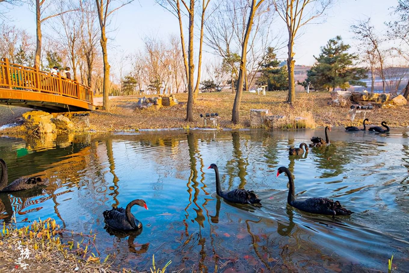 春天到了,推荐六处石家庄地铁直达的免费踏青地,一起赴约春天吧2