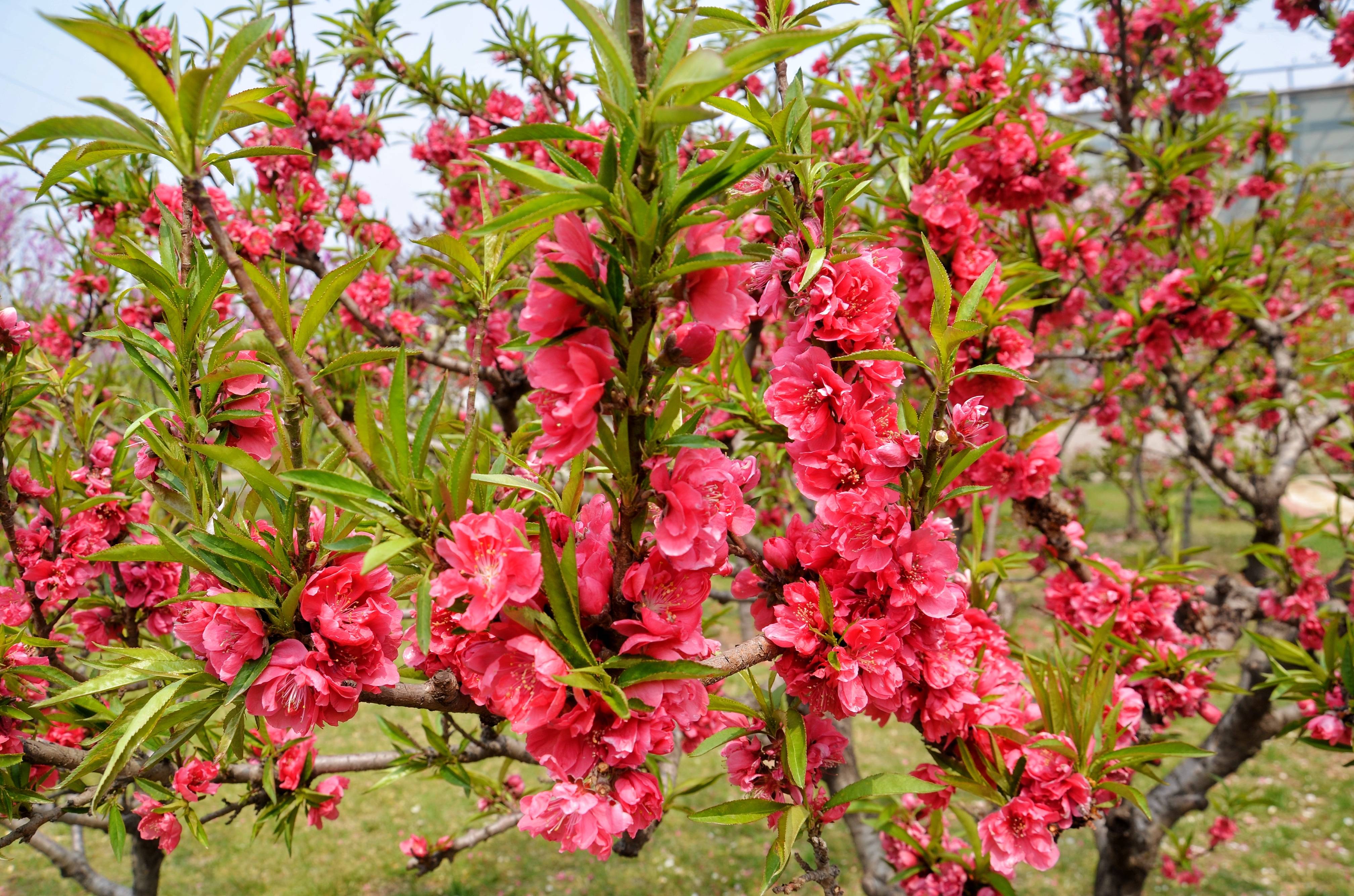 春天到了,推荐六处石家庄地铁直达的免费踏青地,一起赴约春天吧9