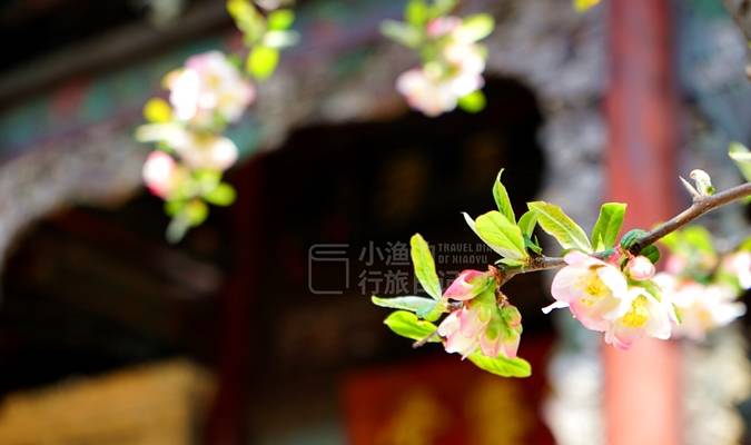 西安秦岭脚下40院明清古宅，春光意外很惊艳！你来过吗？8