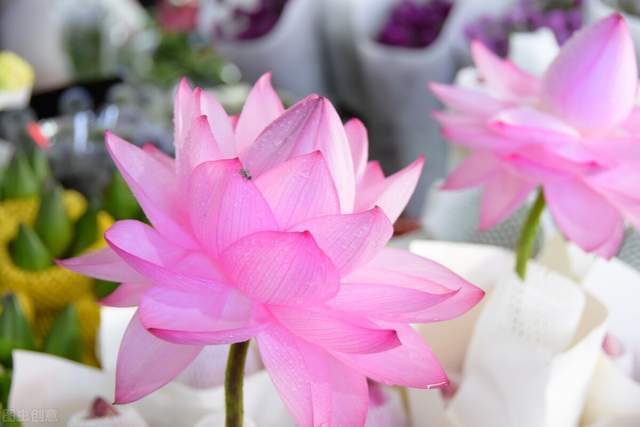 善良的人总被恶意伤害,怎么办?人生比的不是输赢,而是心安3