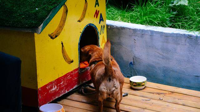 拉萨色拉寺,雨天参观也很美1