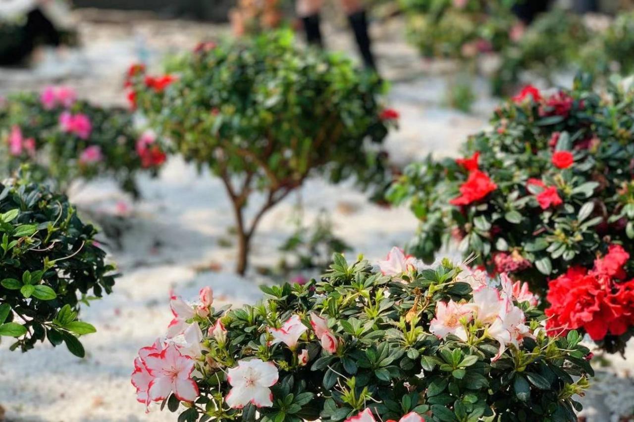 重庆春季出游攻略:迎来新生的山城巷,荒野花园里游客络绎不绝10