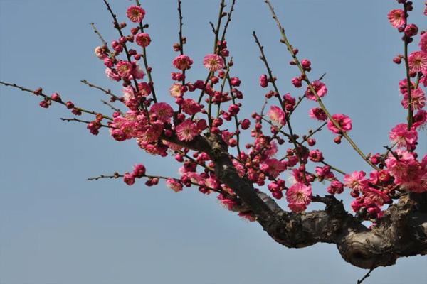 福州赏花攻略2022 福州赏花的地方1