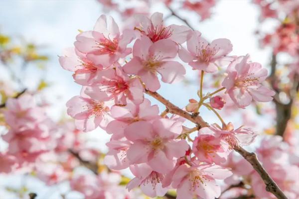 福州赏花攻略2022 福州赏花的地方2