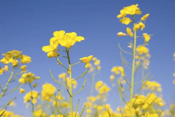 福州赏花攻略2022 福州赏花的地方3