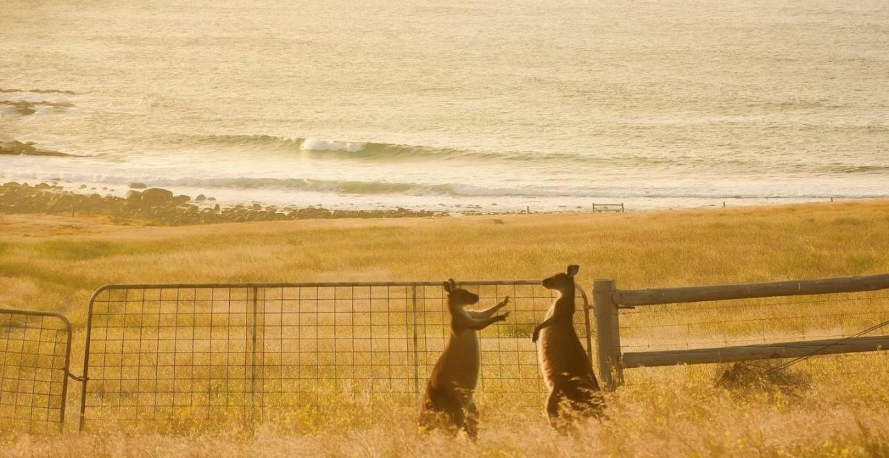 袋鼠在澳洲不算保护动物?自驾游袋鼠岛,路边常见被撞死的袋鼠3