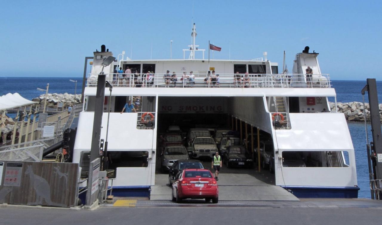 袋鼠在澳洲不算保护动物?自驾游袋鼠岛,路边常见被撞死的袋鼠4