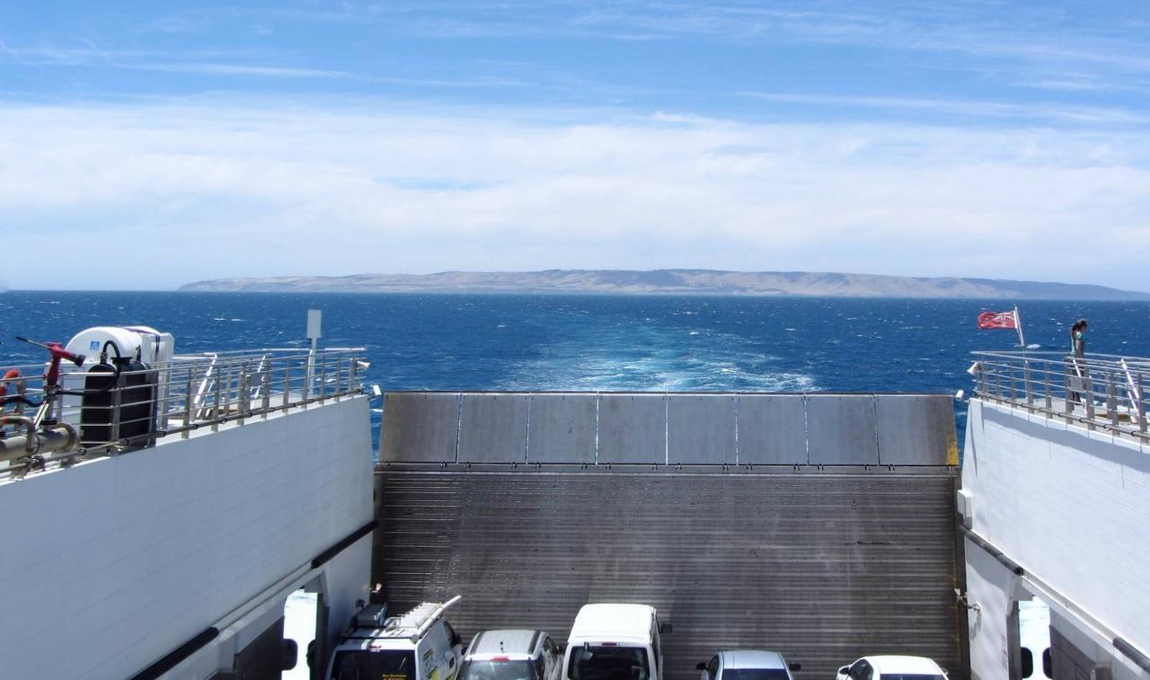 袋鼠在澳洲不算保护动物?自驾游袋鼠岛,路边常见被撞死的袋鼠5