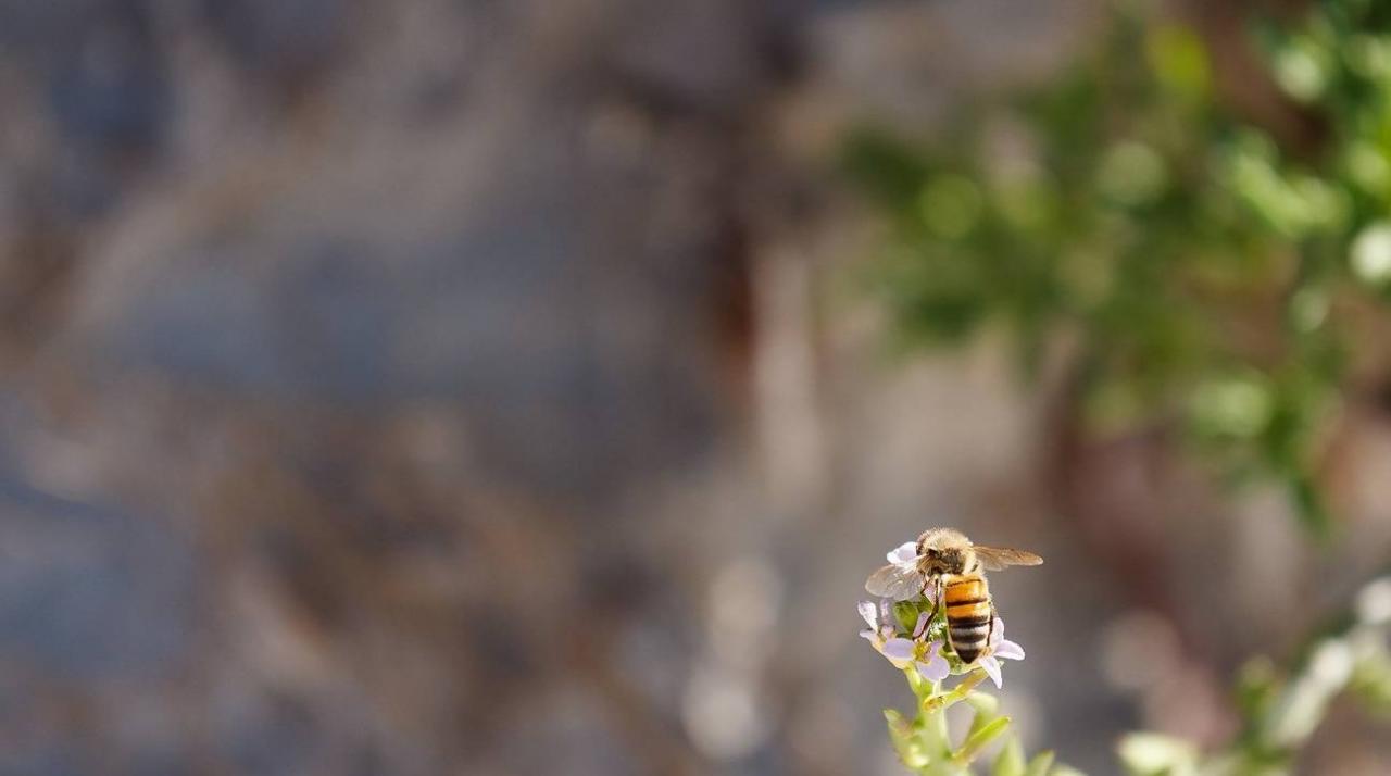 袋鼠在澳洲不算保护动物?自驾游袋鼠岛,路边常见被撞死的袋鼠6