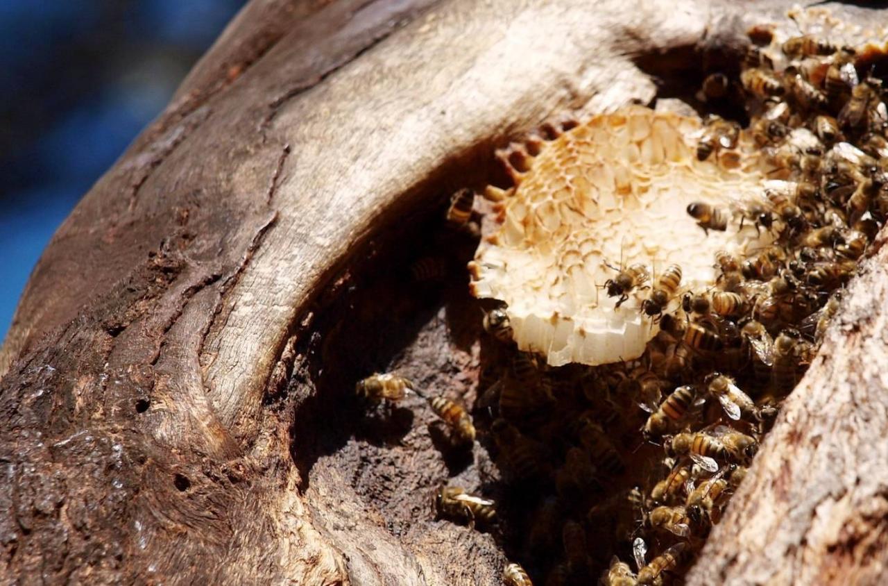 袋鼠在澳洲不算保护动物?自驾游袋鼠岛,路边常见被撞死的袋鼠7