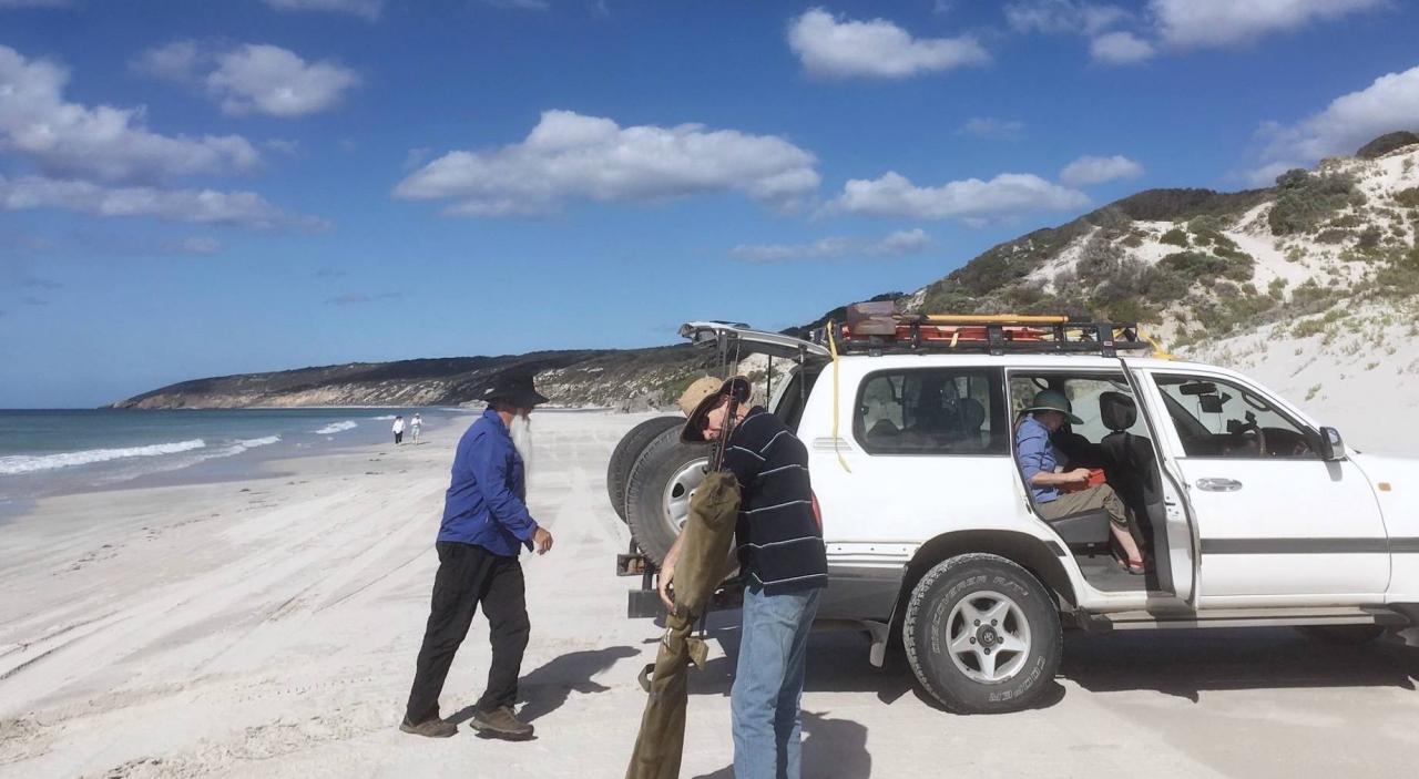 袋鼠在澳洲不算保护动物?自驾游袋鼠岛,路边常见被撞死的袋鼠8