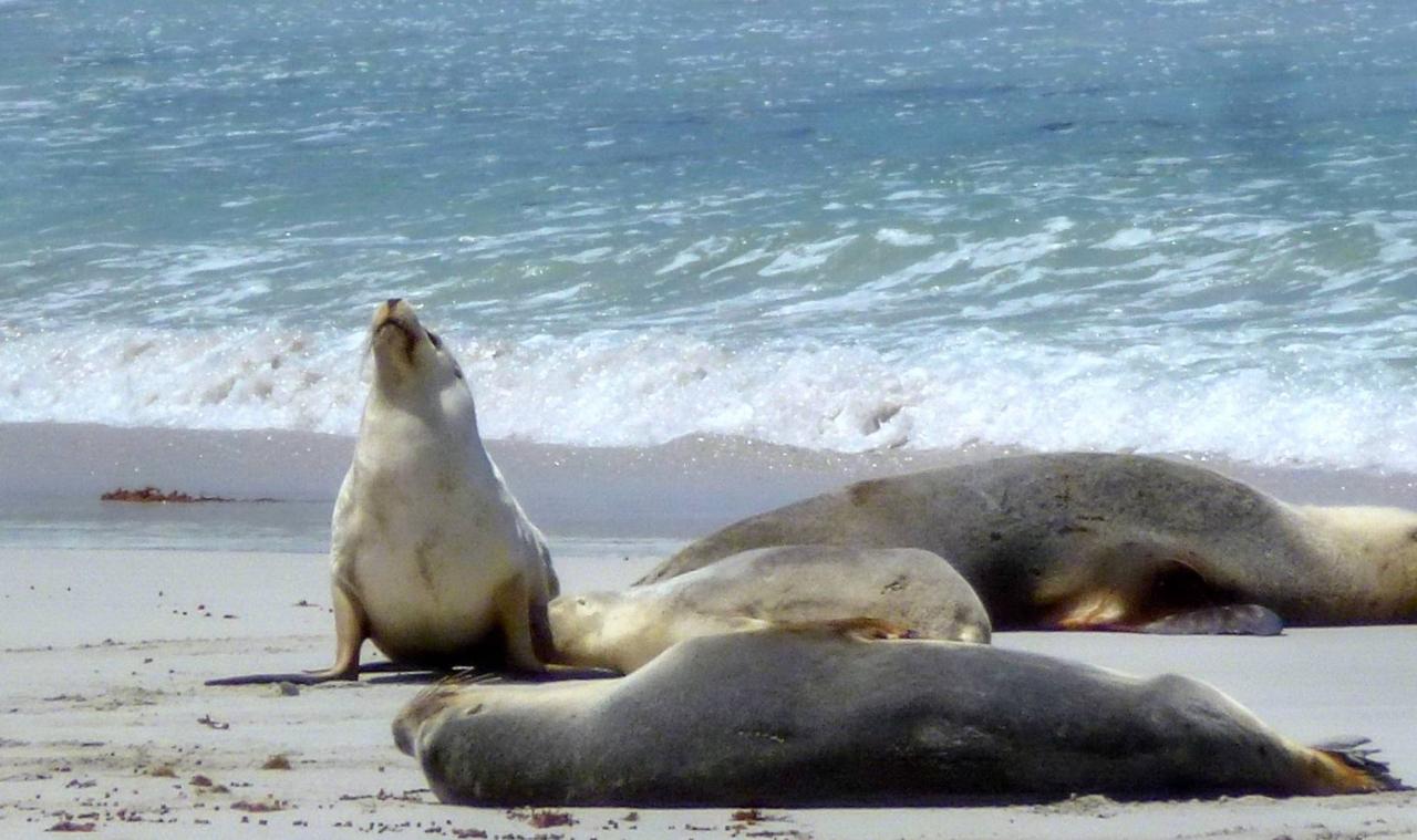 袋鼠在澳洲不算保护动物?自驾游袋鼠岛,路边常见被撞死的袋鼠9