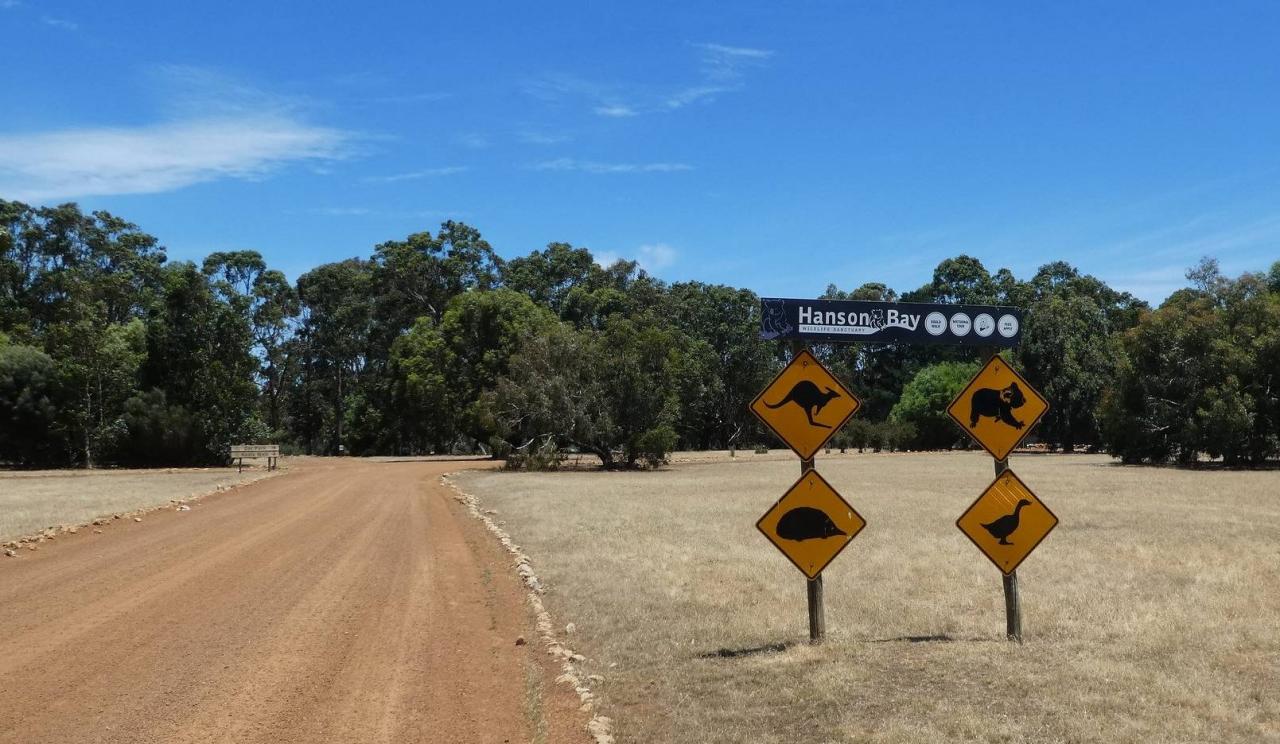 袋鼠在澳洲不算保护动物?自驾游袋鼠岛,路边常见被撞死的袋鼠10