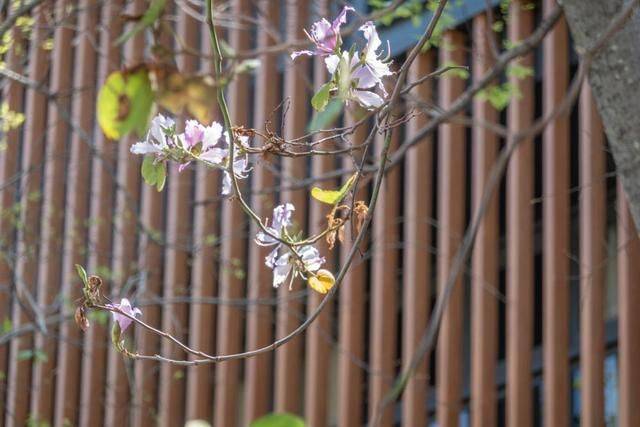 广州市中心的园林水乡,不要门票,景色一流3