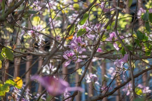 广州市中心的园林水乡,不要门票,景色一流4