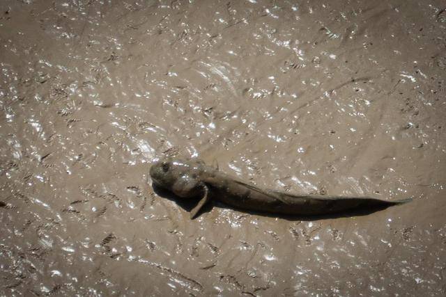 在中山这个地方,竟然还可以吃到这么美味的海鲜,你想来看看吗?26