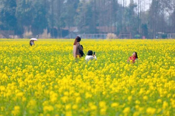 都江堰春天附近哪里好玩?这些免费踏青春游的地方值得打卡5