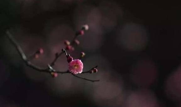 天台宗祖庭国清寺：首任方丈灌顶大师亲手载下的隋梅1400多岁了2