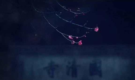 天台宗祖庭国清寺：首任方丈灌顶大师亲手载下的隋梅1400多岁了3