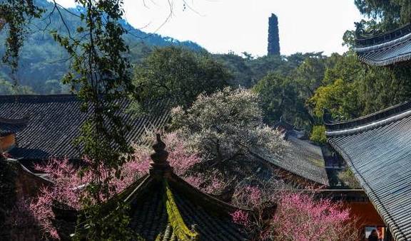 天台宗祖庭国清寺：首任方丈灌顶大师亲手载下的隋梅1400多岁了4