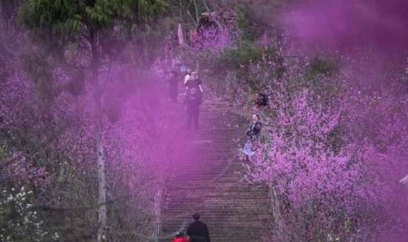 天台宗祖庭国清寺：首任方丈灌顶大师亲手载下的隋梅1400多岁了7
