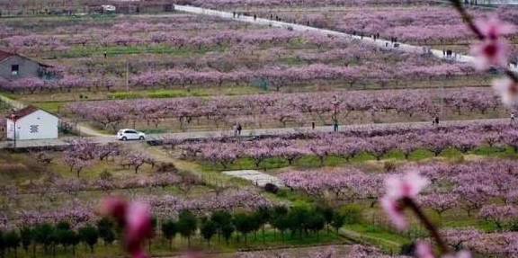 天台宗祖庭国清寺：首任方丈灌顶大师亲手载下的隋梅1400多岁了8