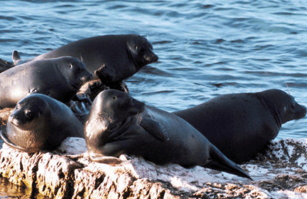贝加尔湖明明是淡水湖，为什么还会有海洋生物在此生活?？知情人告诉你真相3