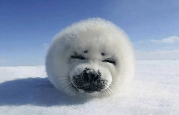 贝加尔湖明明是淡水湖，为什么还会有海洋生物在此生活?？知情人告诉你真相4