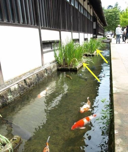 日本门前一排50公分宽的排水渠,里面清澈种花又养鱼,赏心悦目3