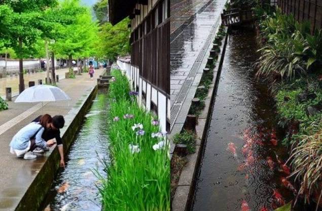 日本门前一排50公分宽的排水渠,里面清澈种花又养鱼,赏心悦目4